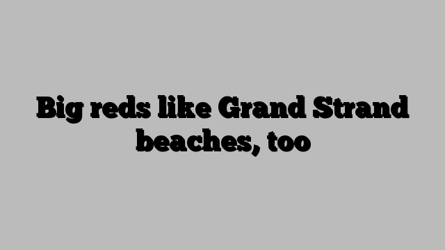 Big reds like Grand Strand beaches, too