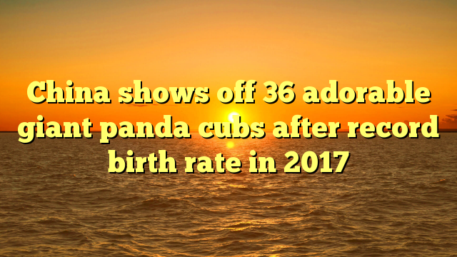China shows off 36 adorable giant panda cubs after record birth rate in 2017