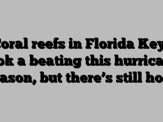 Coral reefs in Florida Keys took a beating this hurricane season, but there’s still hope