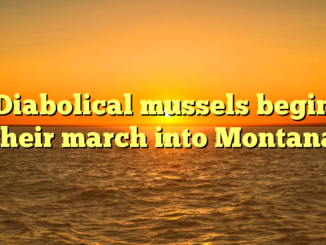 Diabolical mussels begin their march into Montana