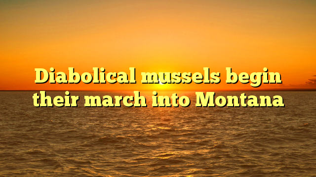 Diabolical mussels begin their march into Montana