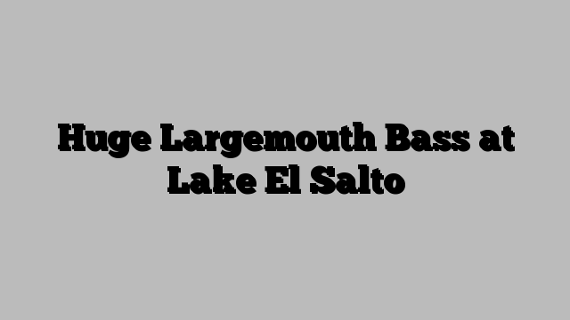 Huge Largemouth Bass at Lake El Salto