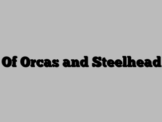Of Orcas and Steelhead
