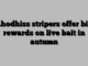 Rhodhiss stripers offer big rewards on live bait in autumn