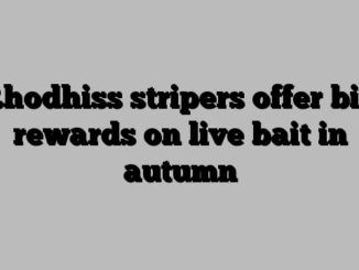 Rhodhiss stripers offer big rewards on live bait in autumn