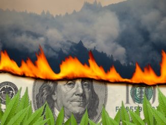 In California’s Weed Country, wildfires burn both cash and crops