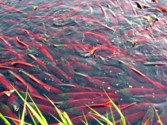 Sex that moves mountains: Spawning fish can influence river profiles