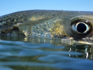 Striped Bass Survey Shows Healthy Population Growth