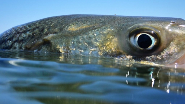 Striped Bass Survey Shows Healthy Population Growth