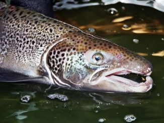 When Salmon Return to the Margaree