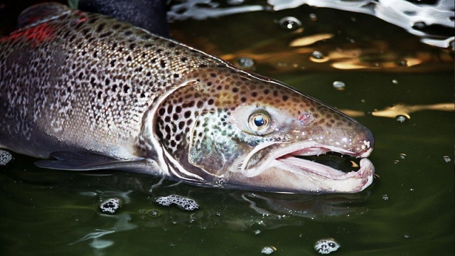 When Salmon Return to the Margaree