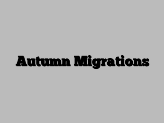 Autumn Migrations