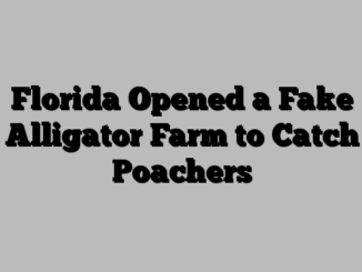 Florida Opened a Fake Alligator Farm to Catch Poachers