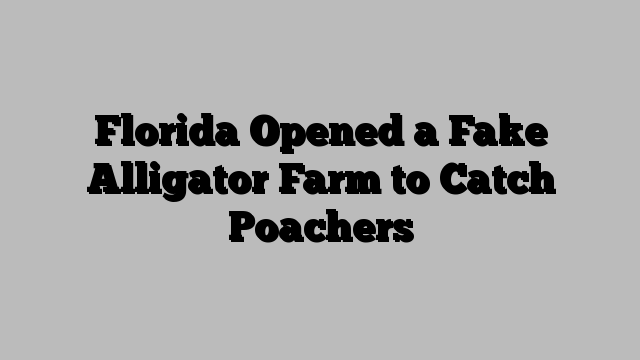 Florida Opened a Fake Alligator Farm to Catch Poachers