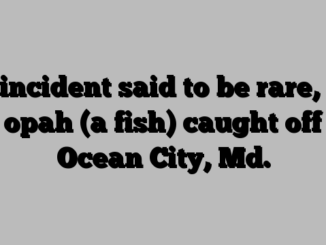 In incident said to be rare, an opah (a fish) caught off Ocean City, Md.