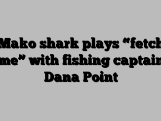 Mako shark plays “fetch game” with fishing captain in Dana Point