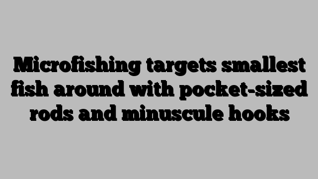 Microfishing targets smallest fish around with pocket-sized rods and minuscule hooks