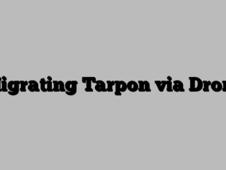 Migrating Tarpon via Drone