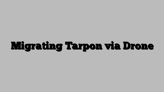 Migrating Tarpon via Drone