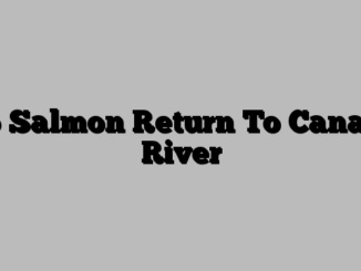 No Salmon Return To Canada River