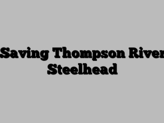 Saving Thompson River Steelhead