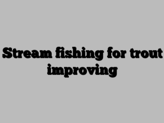 Stream fishing for trout improving