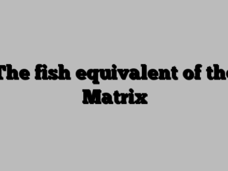 The fish equivalent of the Matrix