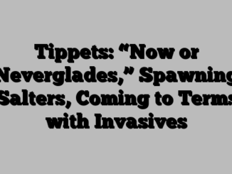 Tippets: “Now or Neverglades,” Spawning Salters, Coming to Terms with Invasives