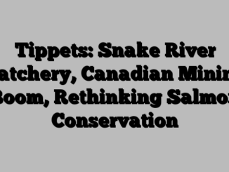 Tippets: Snake River Hatchery, Canadian Mining Boom, Rethinking Salmon Conservation