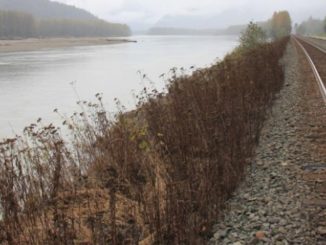 BC investigating improperly used herbicide along the Skeena