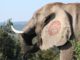 Chumion: Idaho Introduces Proposal to Build Elephant Hatchery