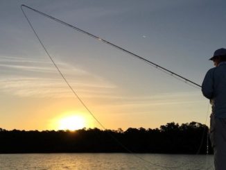 Everglades Restoration After Irma