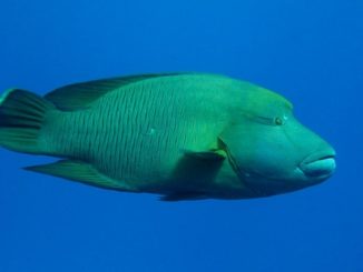 Hong Kong’s Napoleon Wrasse Complex