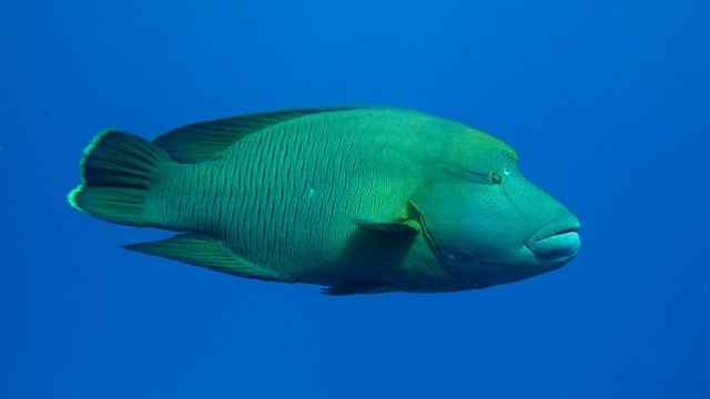 Hong Kong’s Napoleon Wrasse Complex