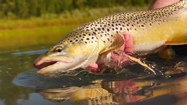 Master Class Monday: How to Ambush Trout Like a Heron