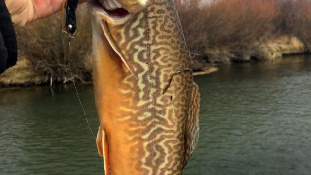 New invasive species of trout found in the Teton River