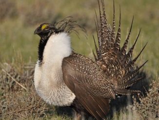 Rob Bishop wants to ‘invalidate’ the Endangered Species Act. He’s getting close.