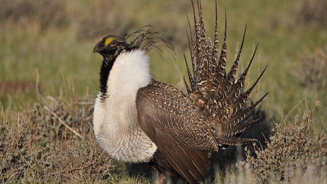 Rob Bishop wants to ‘invalidate’ the Endangered Species Act. He’s getting close.