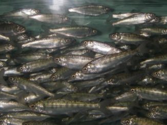 The public paid  million for an Idaho hatchery — and all its fish have been dying