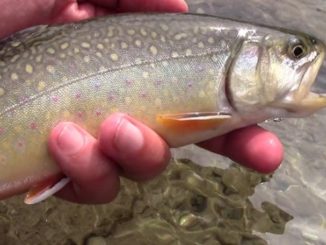 Video: Dry-fly Fishing for Brook Trout in the Alps