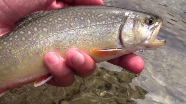 Video: Dry-fly Fishing for Brook Trout in the Alps