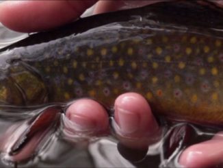 Video: Fall Beaver Pond Brookies