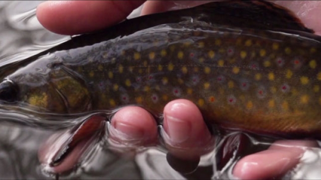 Video: Fall Beaver Pond Brookies