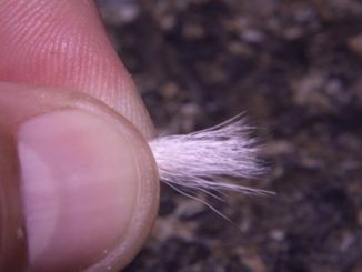 Video: How to Tie Hair Wings, Part 1