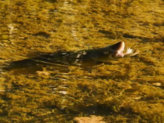 Video Pro Tips: How to Solve a Big-Trout Riddle