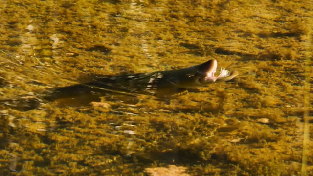 Video Pro Tips: How to Solve a Big-Trout Riddle