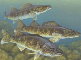 K reward for information on walleye illegally introduced into Swan Lake