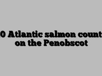 840 Atlantic salmon counted on the Penobscot