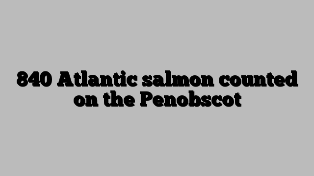 840 Atlantic salmon counted on the Penobscot