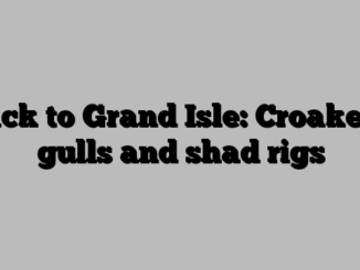 Back to Grand Isle: Croakers, gulls and shad rigs